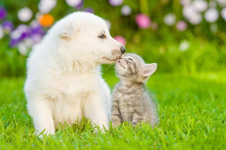 Startups PetTech com um grande futuro pela frente