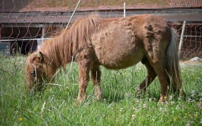 Ein Heim für Tiere' e.V. Tierheim Beuern