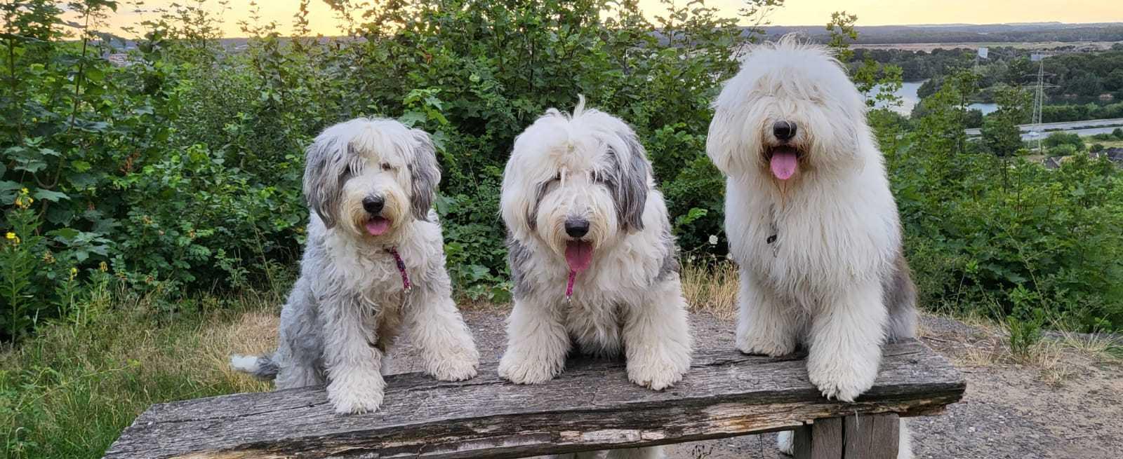 Bobtails aus dem Ruhrpott ® geschützt und eingetragen: CfBrH/VDH/FCI