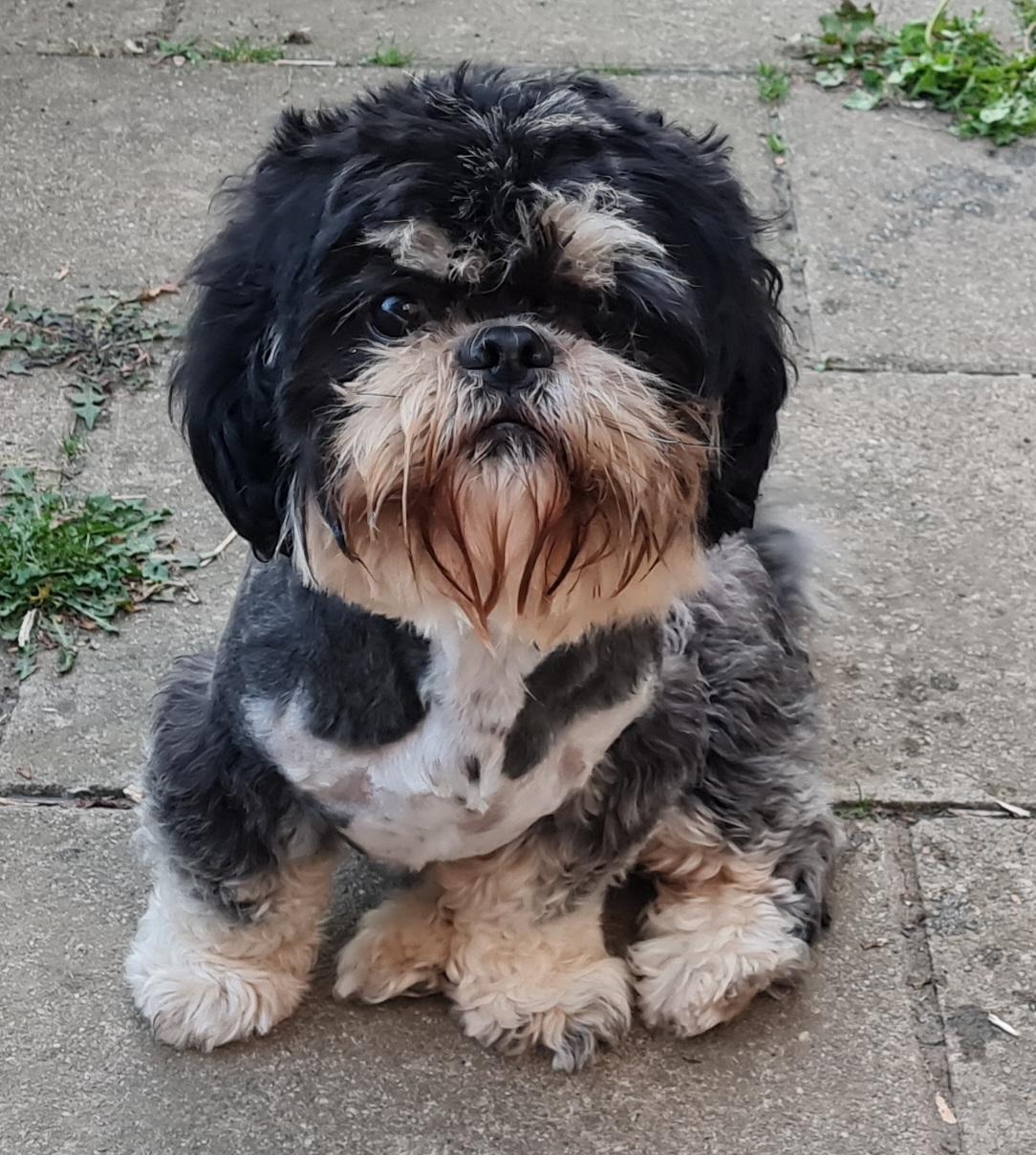 Little Sweetheart' s Shih Tzu