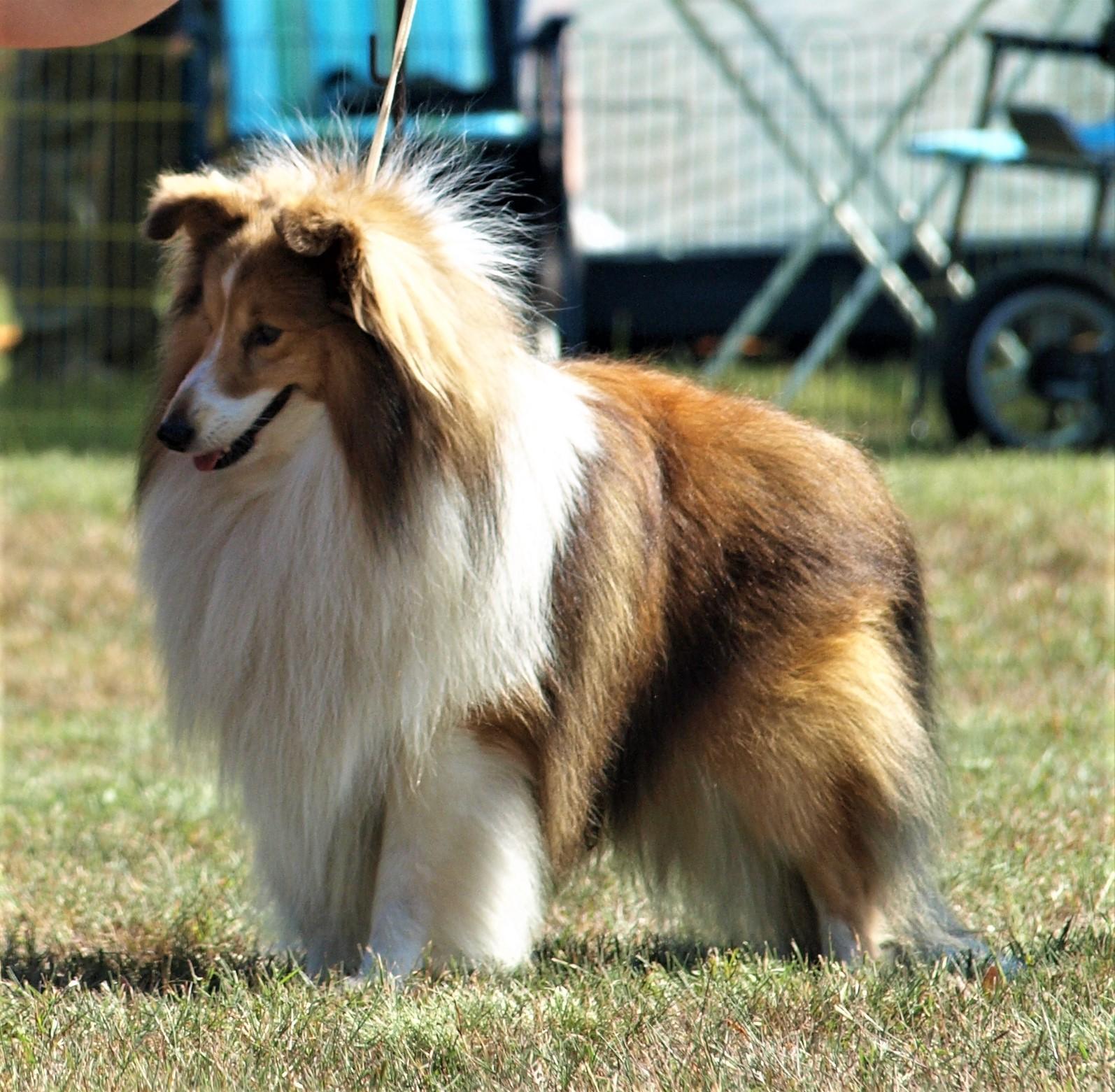 Sheltiezwinger vom Birkenwappen