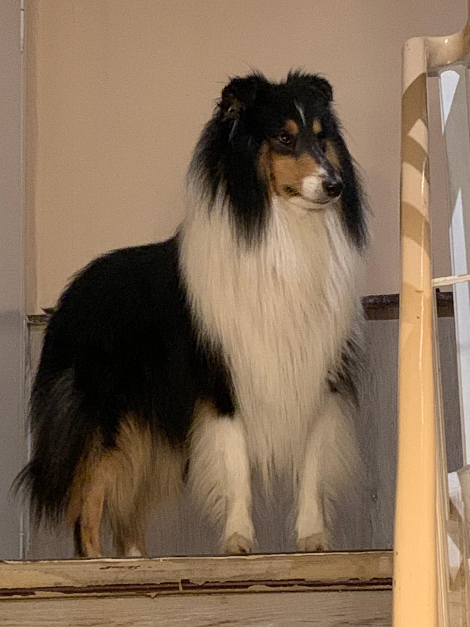 Collies of Cairnwell