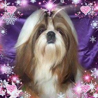 Shih Tzu vom goldenen Vlies