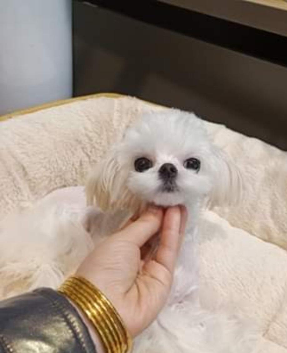 Malteserzucht Dollface 