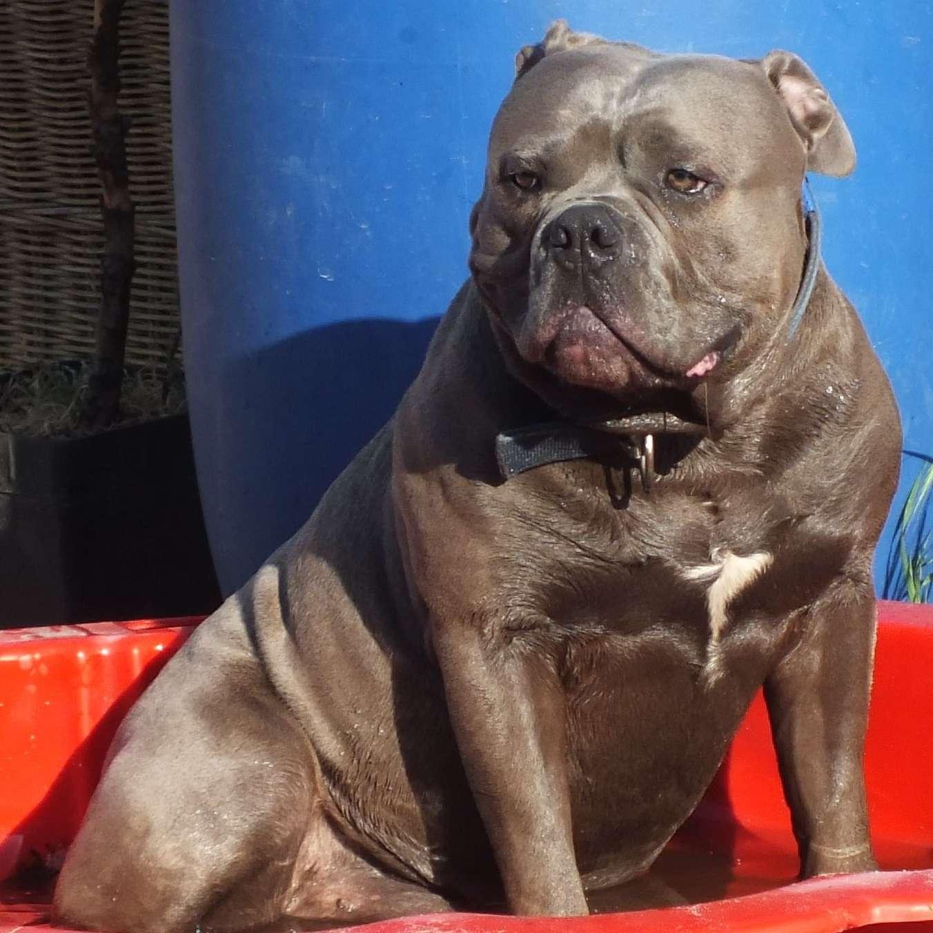 Welpen von Edelbulls