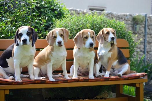 Master of Dumphill Beagle Kennel