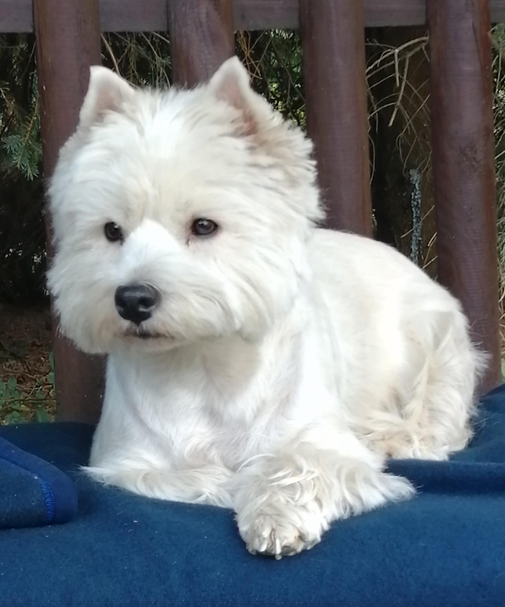 West Highland White Terrier "von Bora"