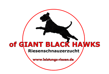 Riesenschnauzer of Giant Black Hawks