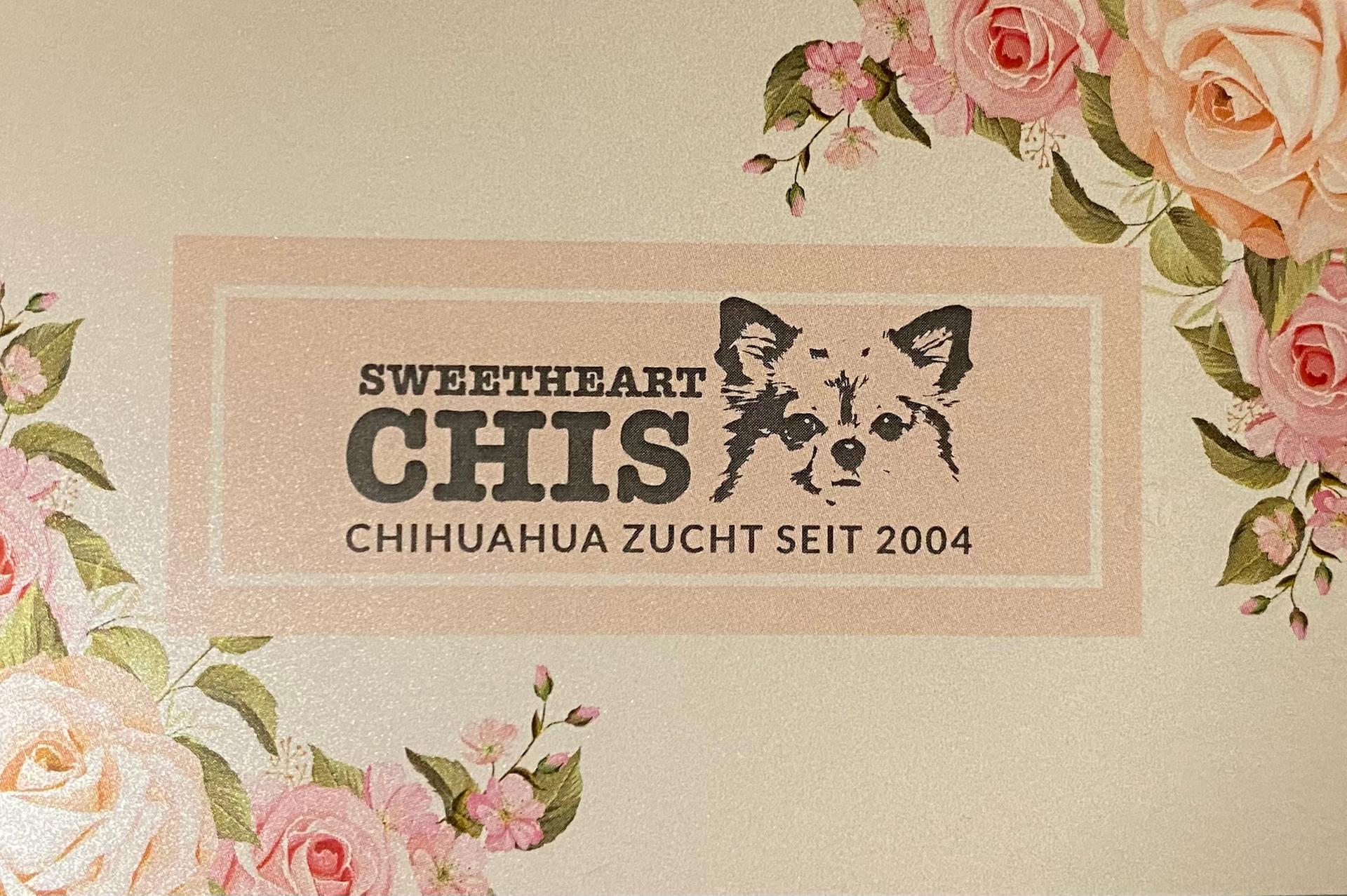 Chihuahua von den Sweetheartchis