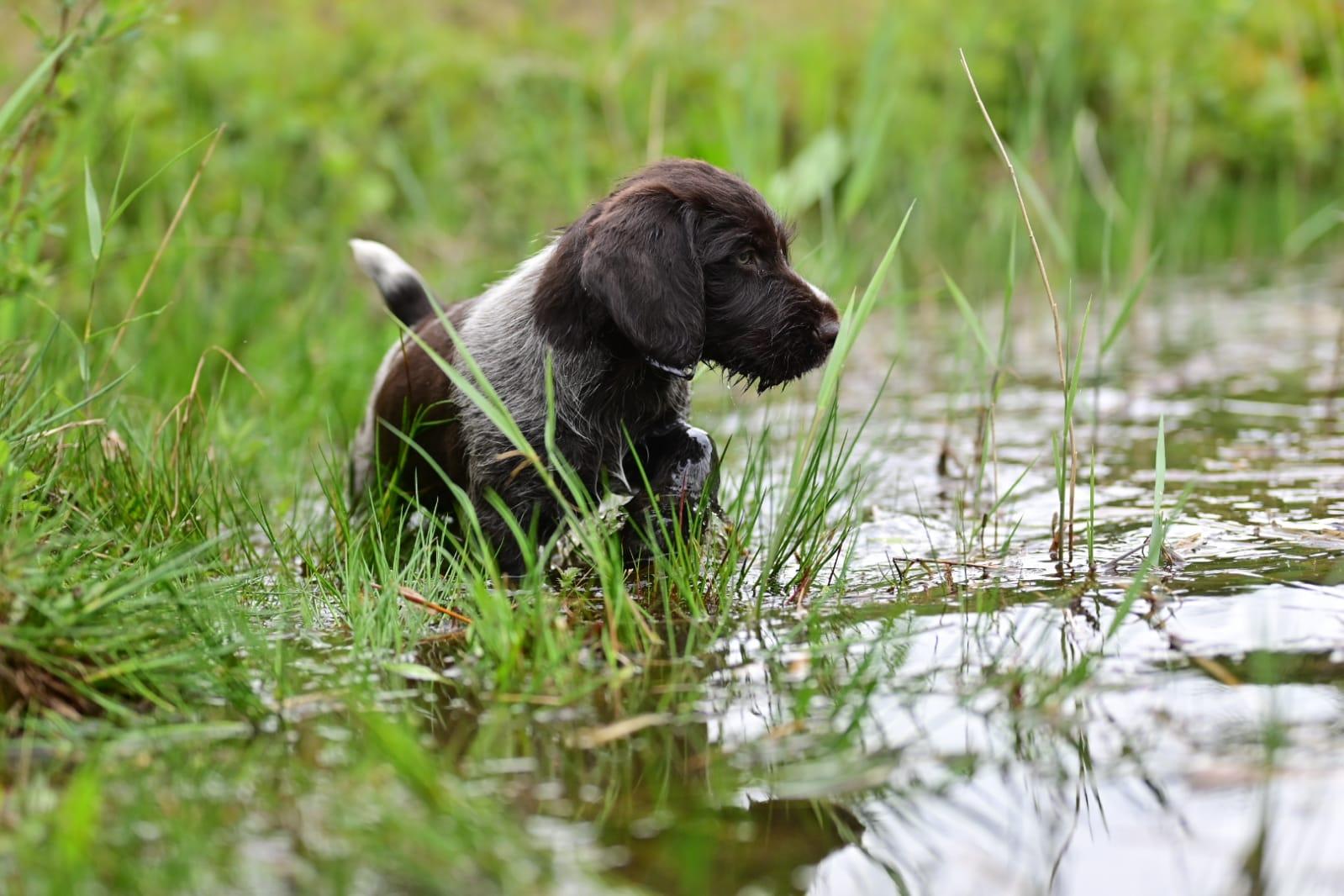 DD-Zucht vom Schultenort 