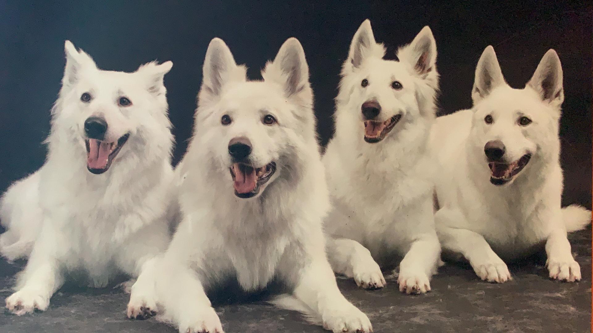 Vom weissen Birkenstolz aus Leidenschaft