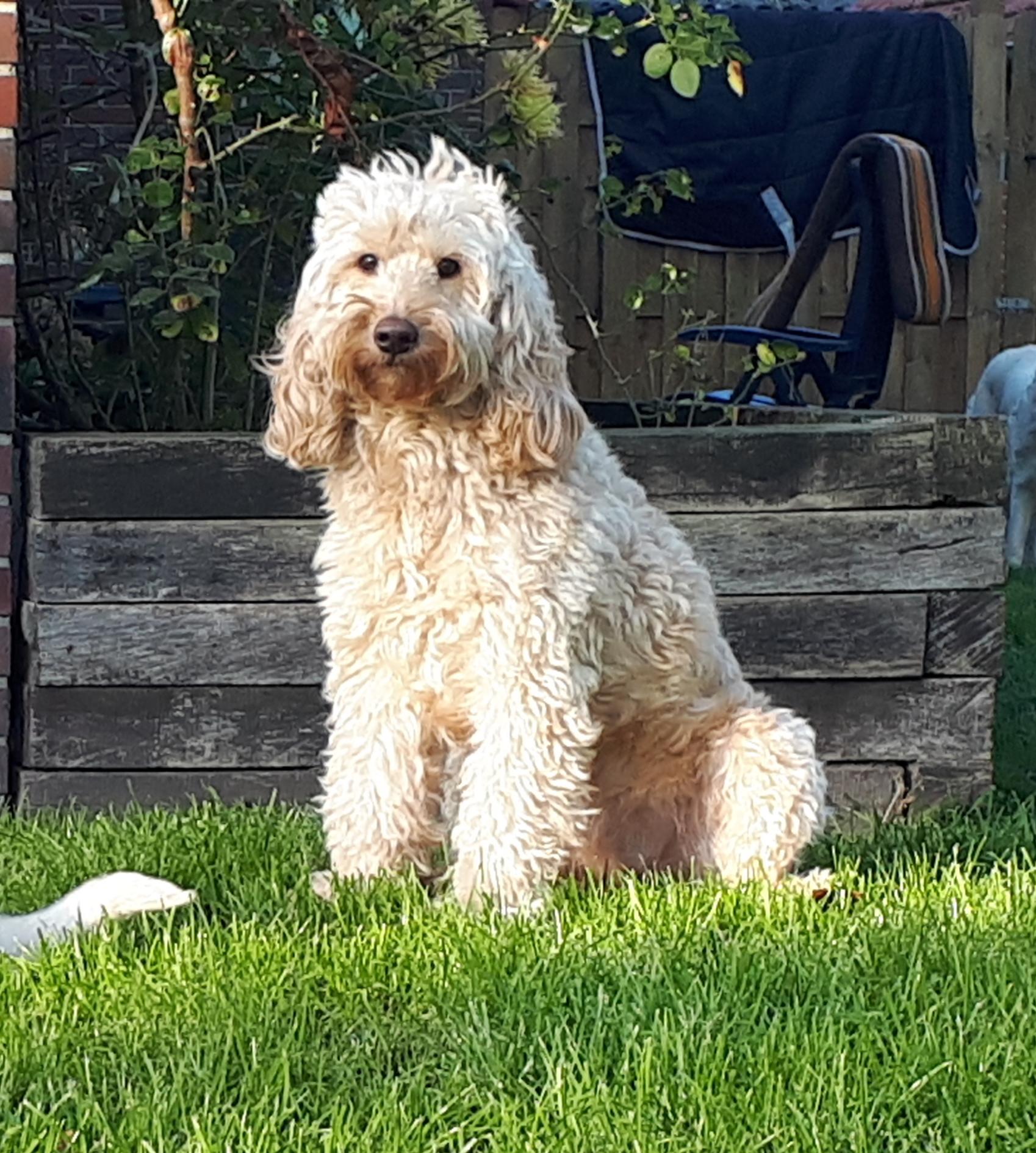 FA Fairytale Doodles