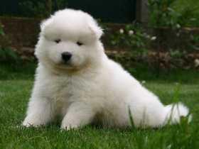 Samojeden vom Kalten Feld