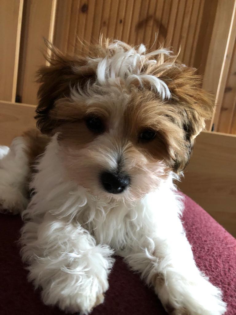 Havaneser Zucht "von der Schönen Rhön"