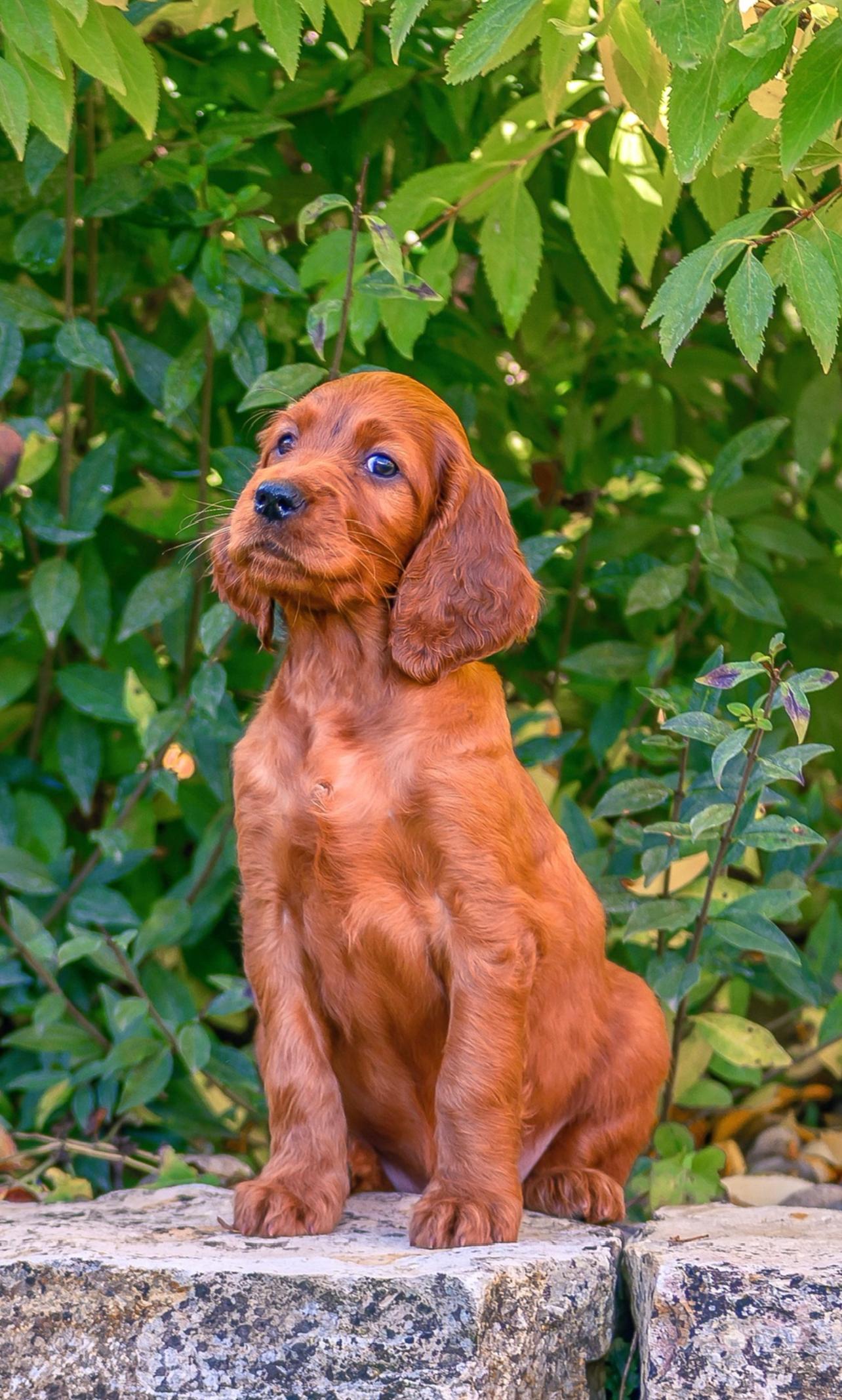 of the maroon fellows