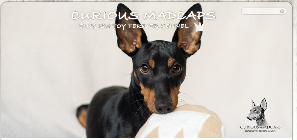  HERZLICH WILLKOMMEN BEI  CURIOUS MADCAPS  ENGLISH TOY TERRIER KENNEL!