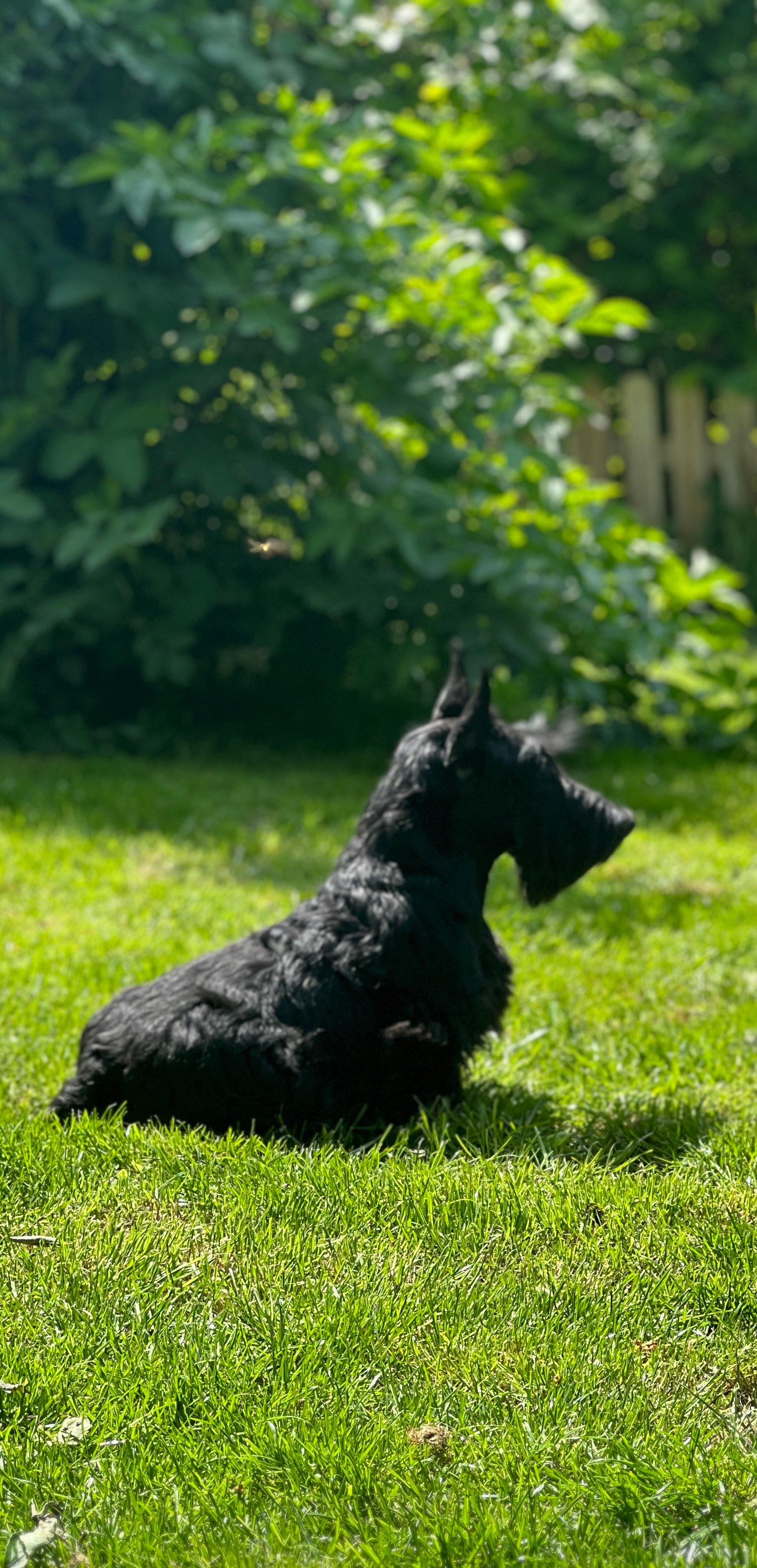 Scottish Terrier Little Jumpers 