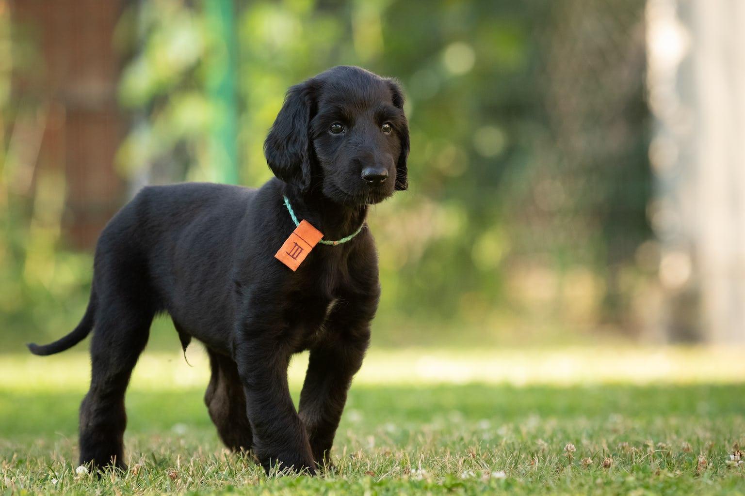 Afghanenzucht Hemera's