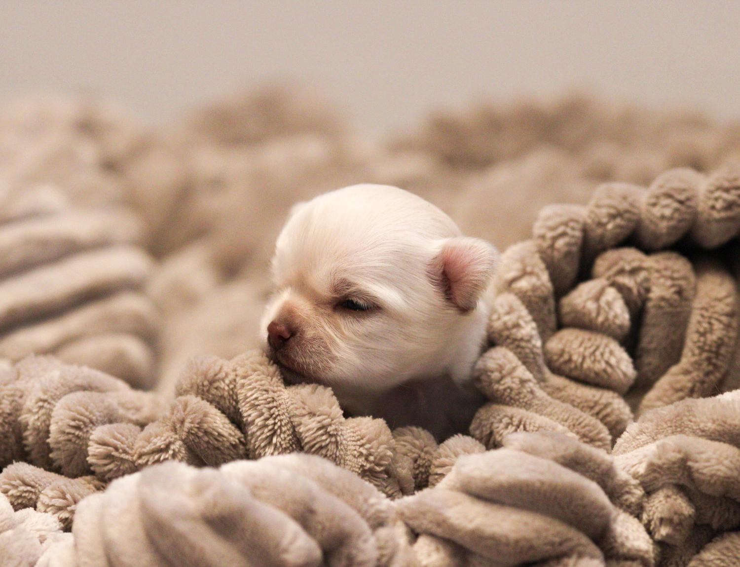 Diamonds of Chocolate 