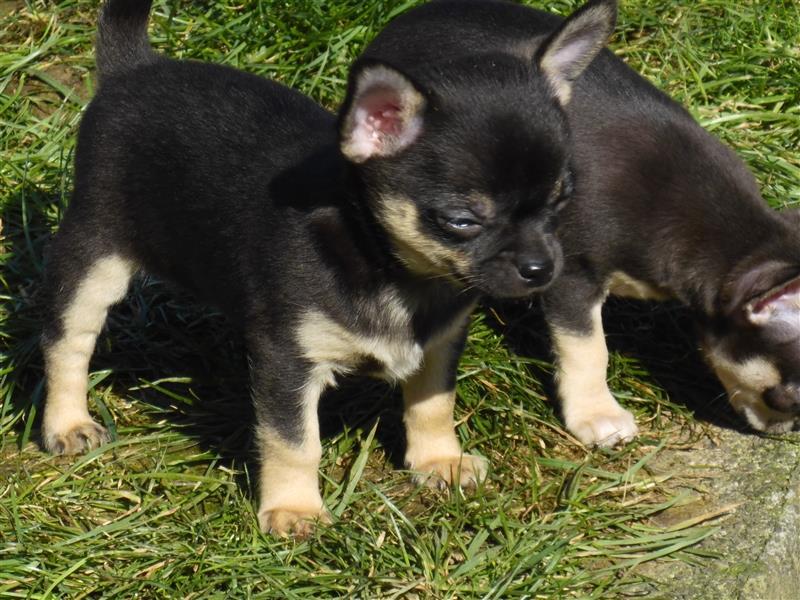 Chihuahuas vom Felsengarten