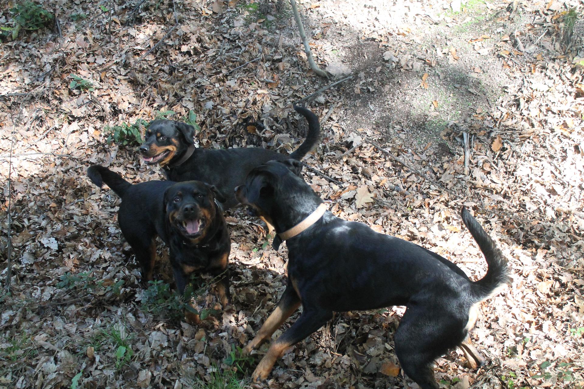 Rottweiler von der Strahlenburg 