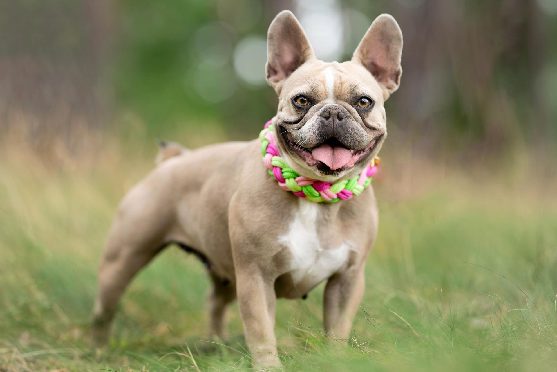 Welpenzucht von Moonstars