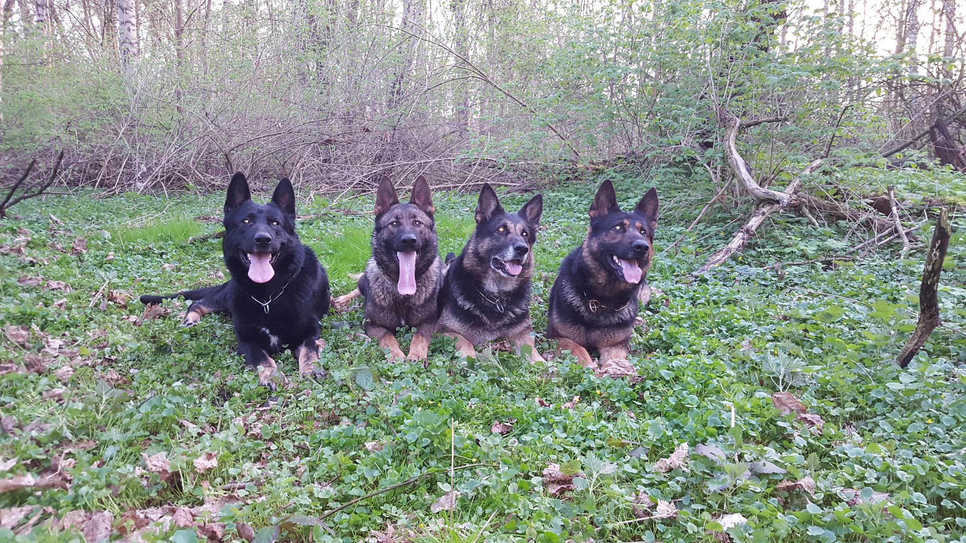 Zwinger vom Grenzlager