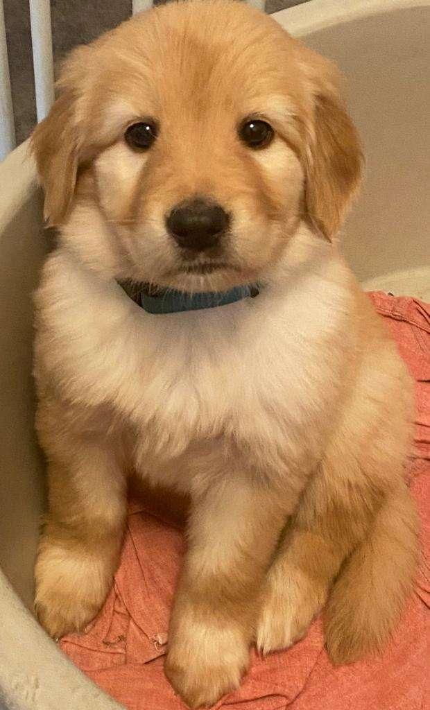 Zwinger vom Ramsestal