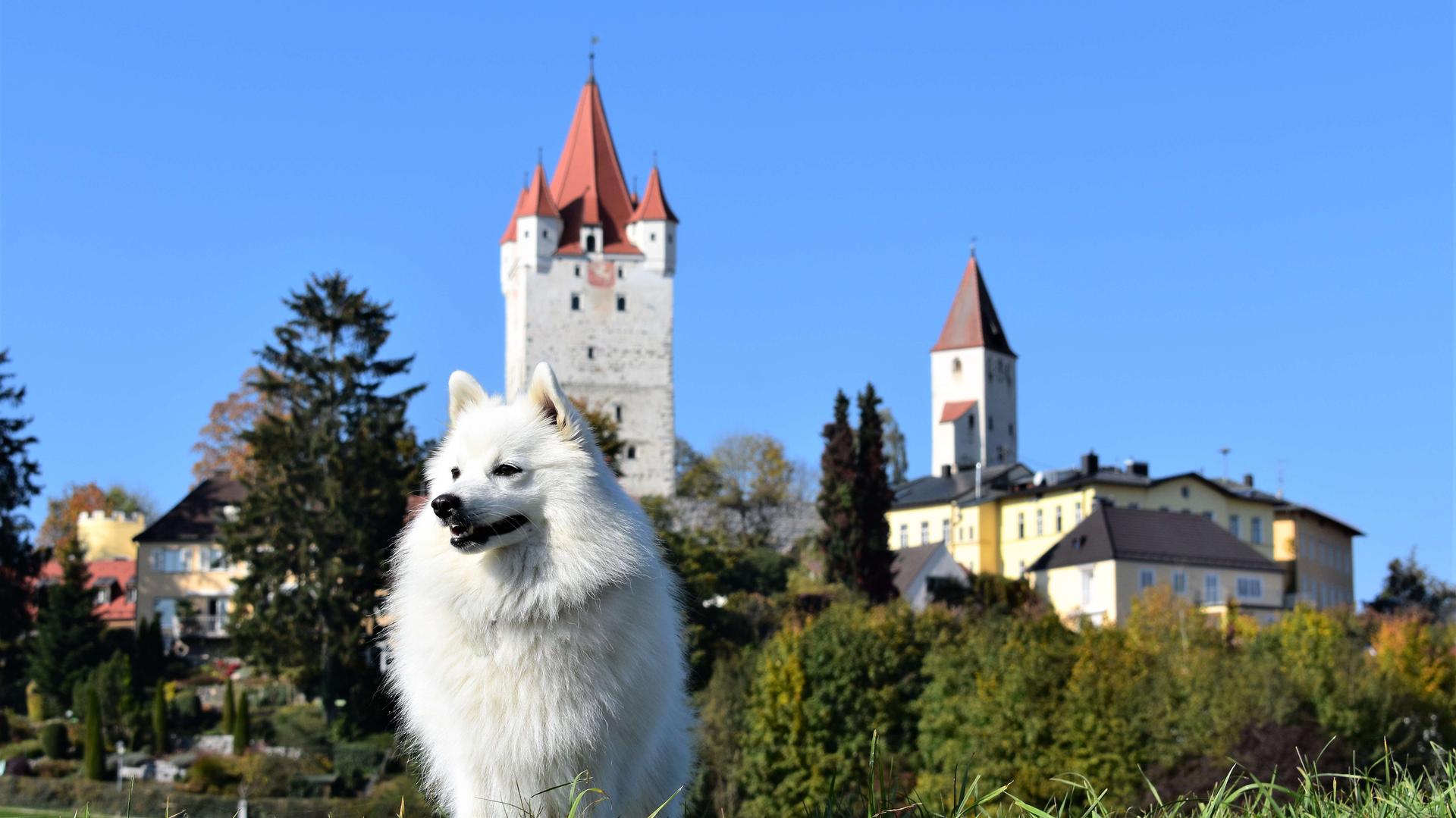 Japanspitze von der Haager Schlossturmspitze