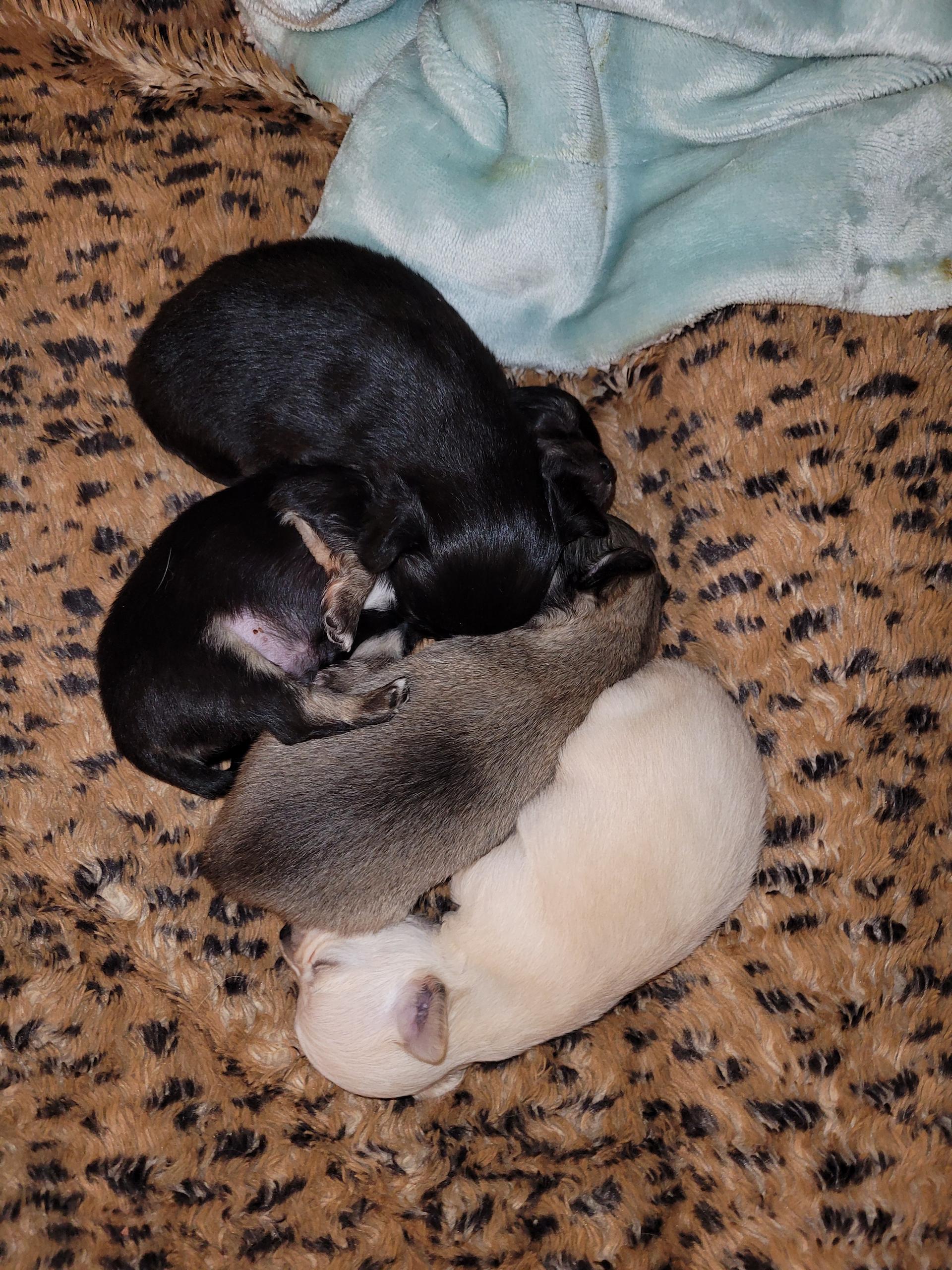 Lynne Every of little Princess 