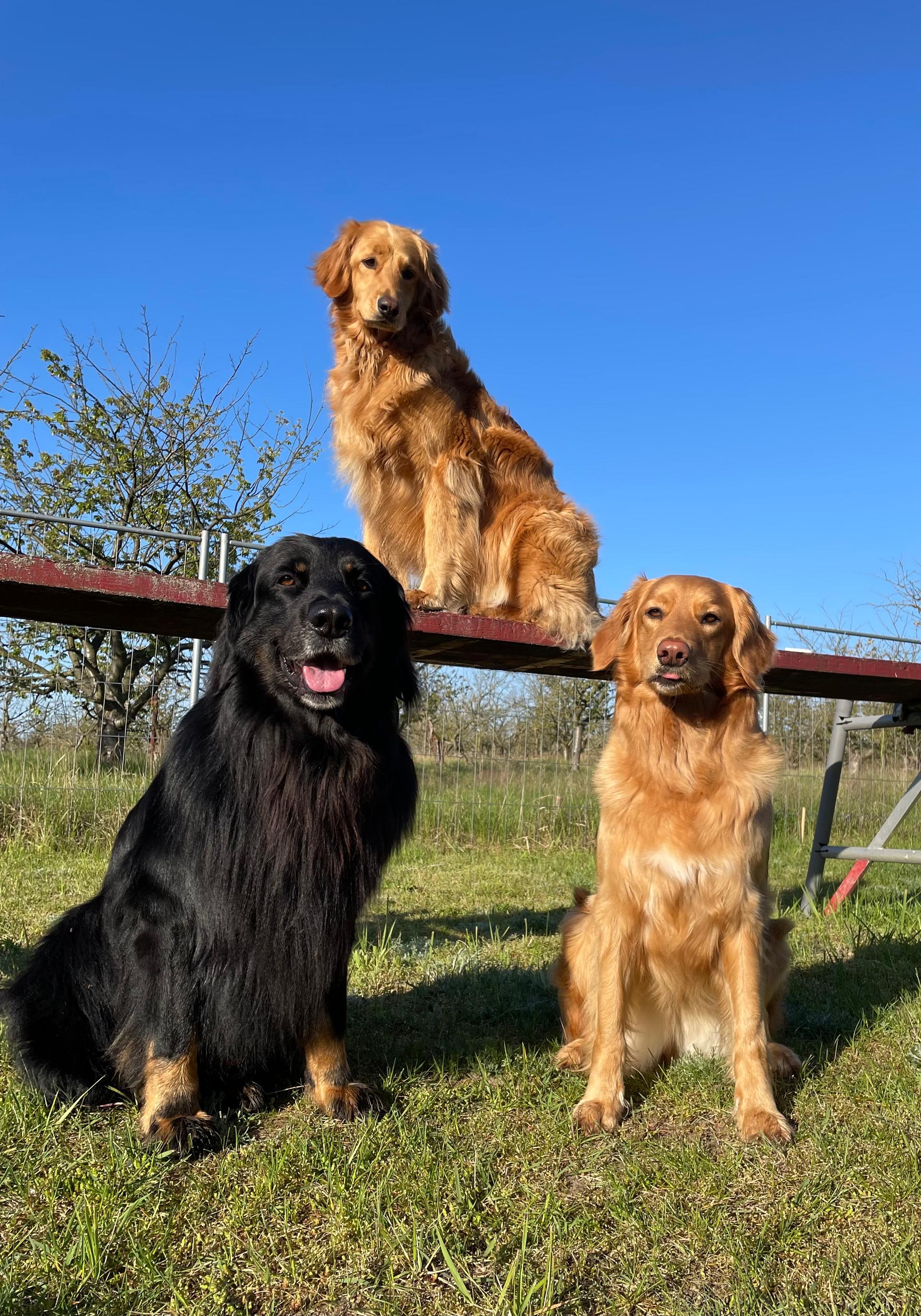 Hovawarte von Doberow 