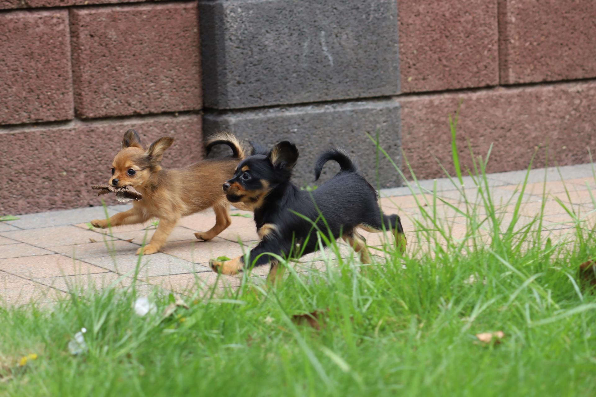 Hundezucht "von Toy-Hit"