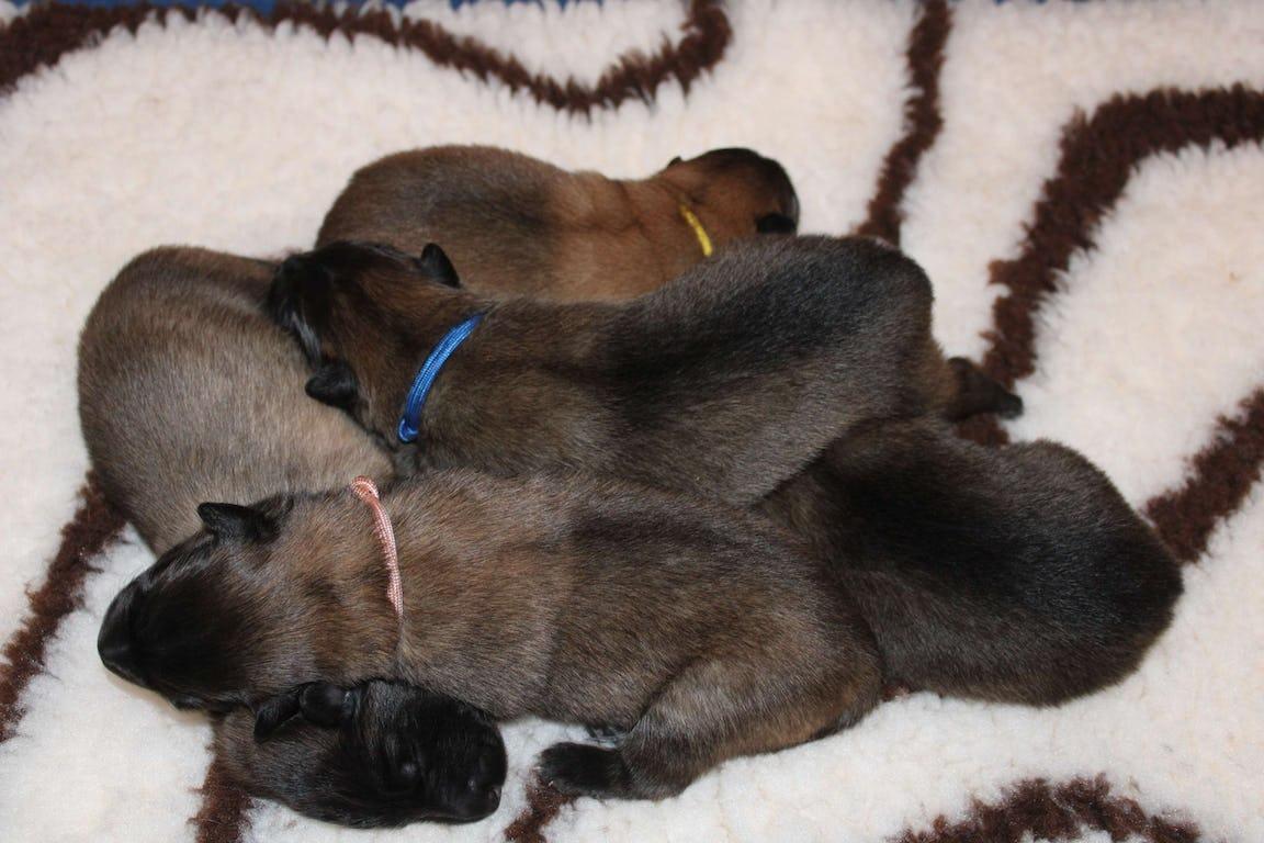 Tervueren vom Stockmars Wälchen