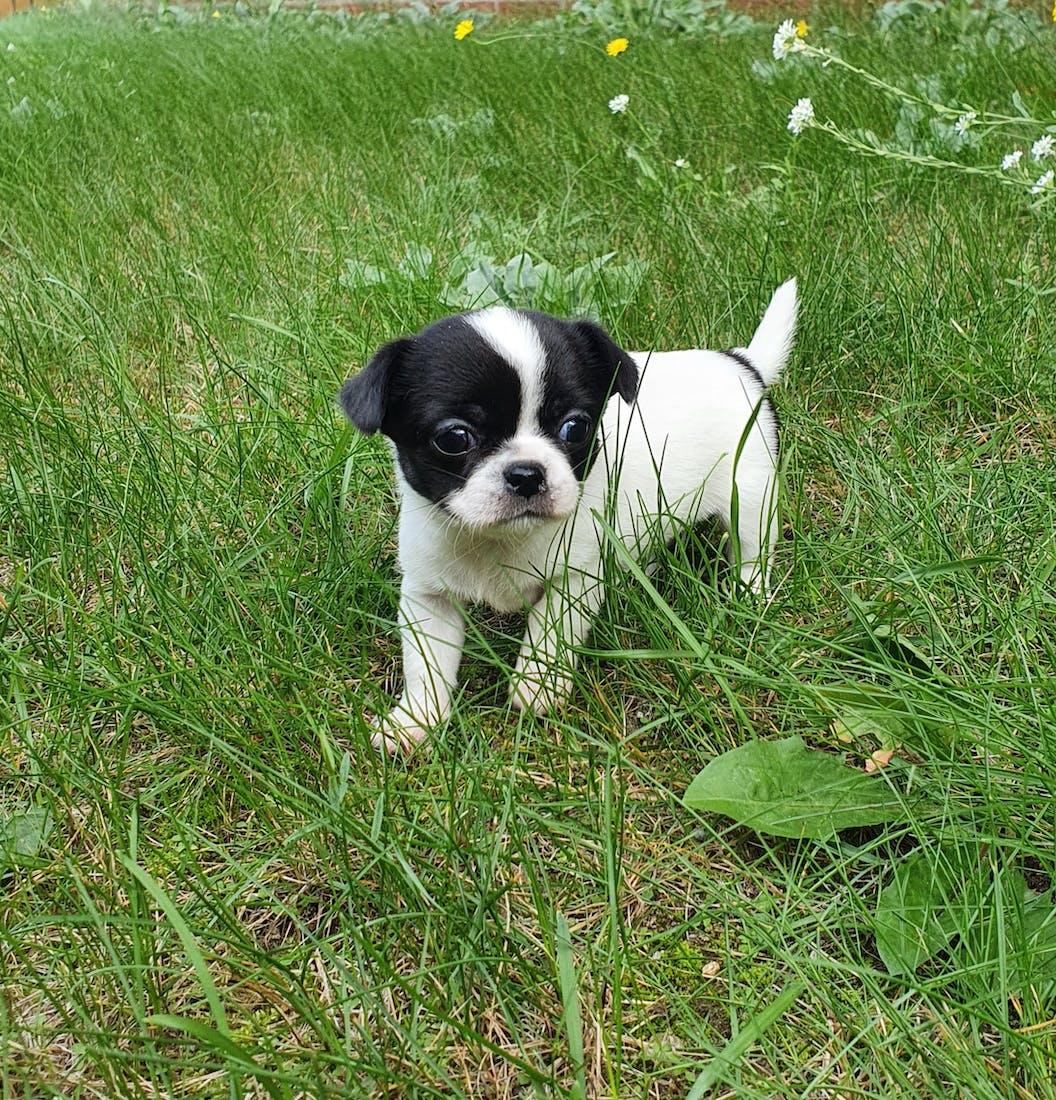 Chihuahua vom Herzoginland 