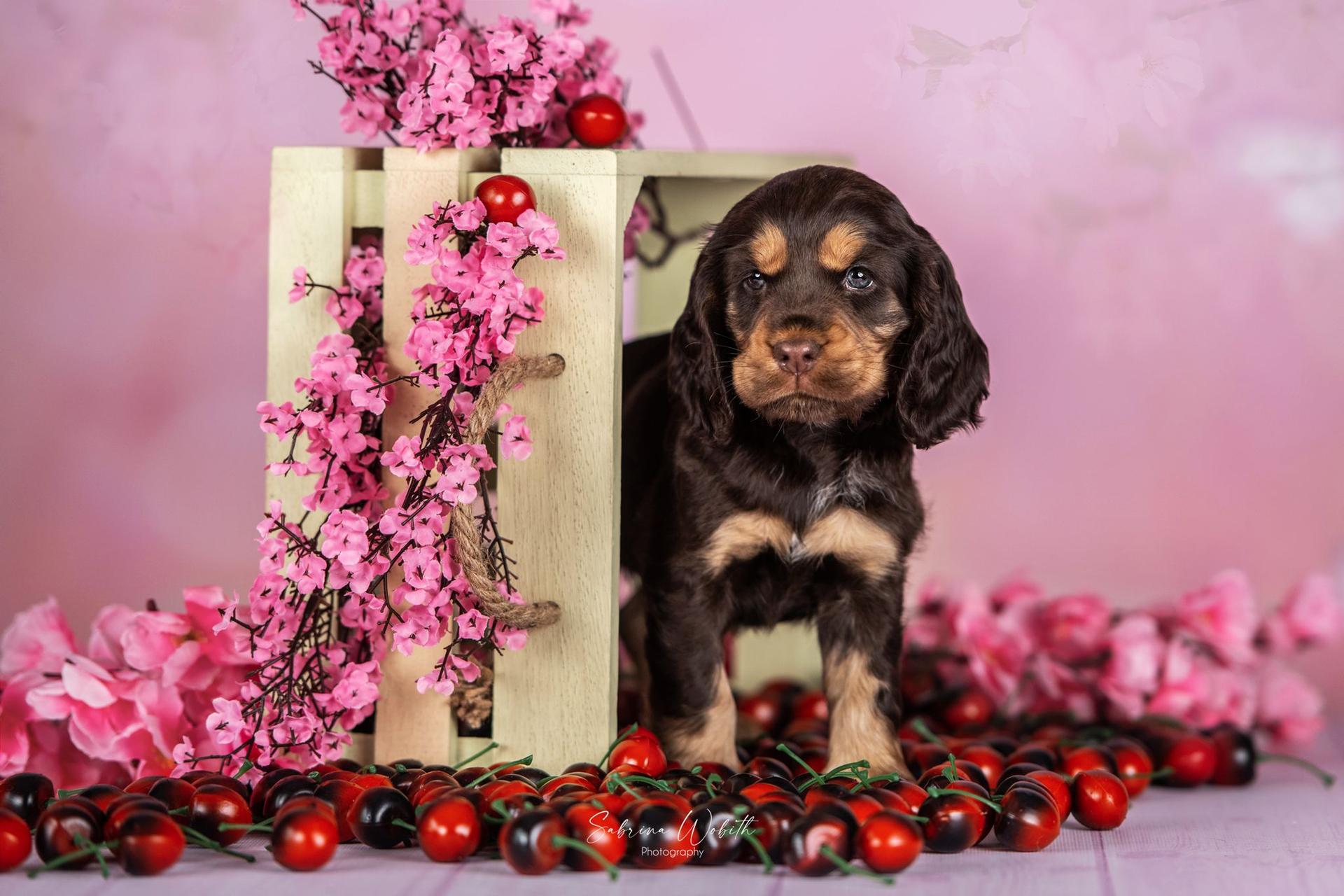 English cocker spaniel
