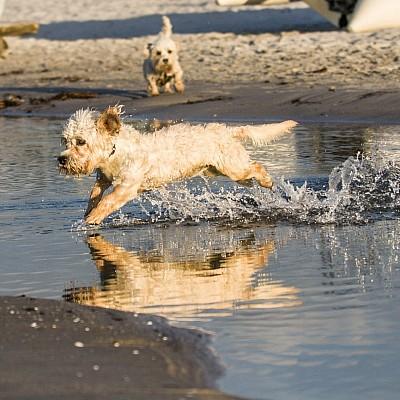 Dandies of Belltower