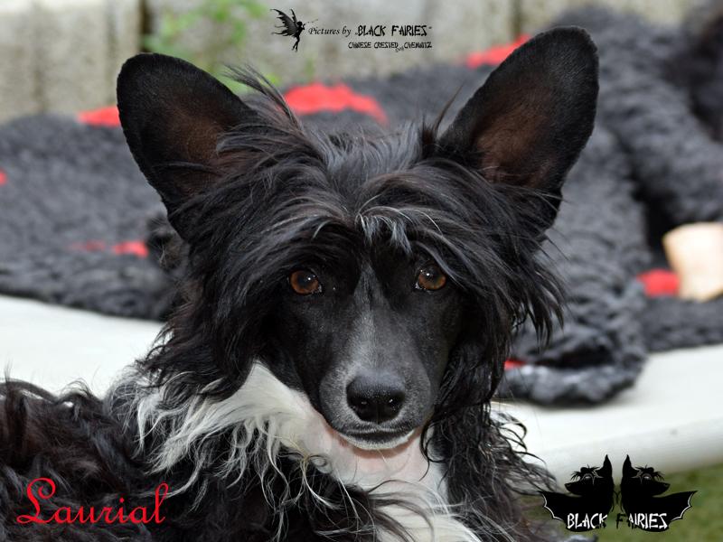 Chinese Crested Dog von Black Fairies