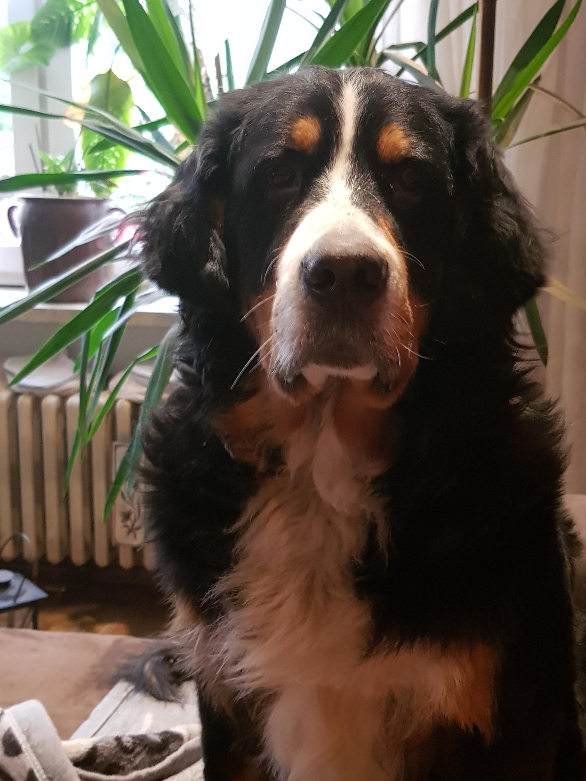 Bernersennen vom Sehlhof