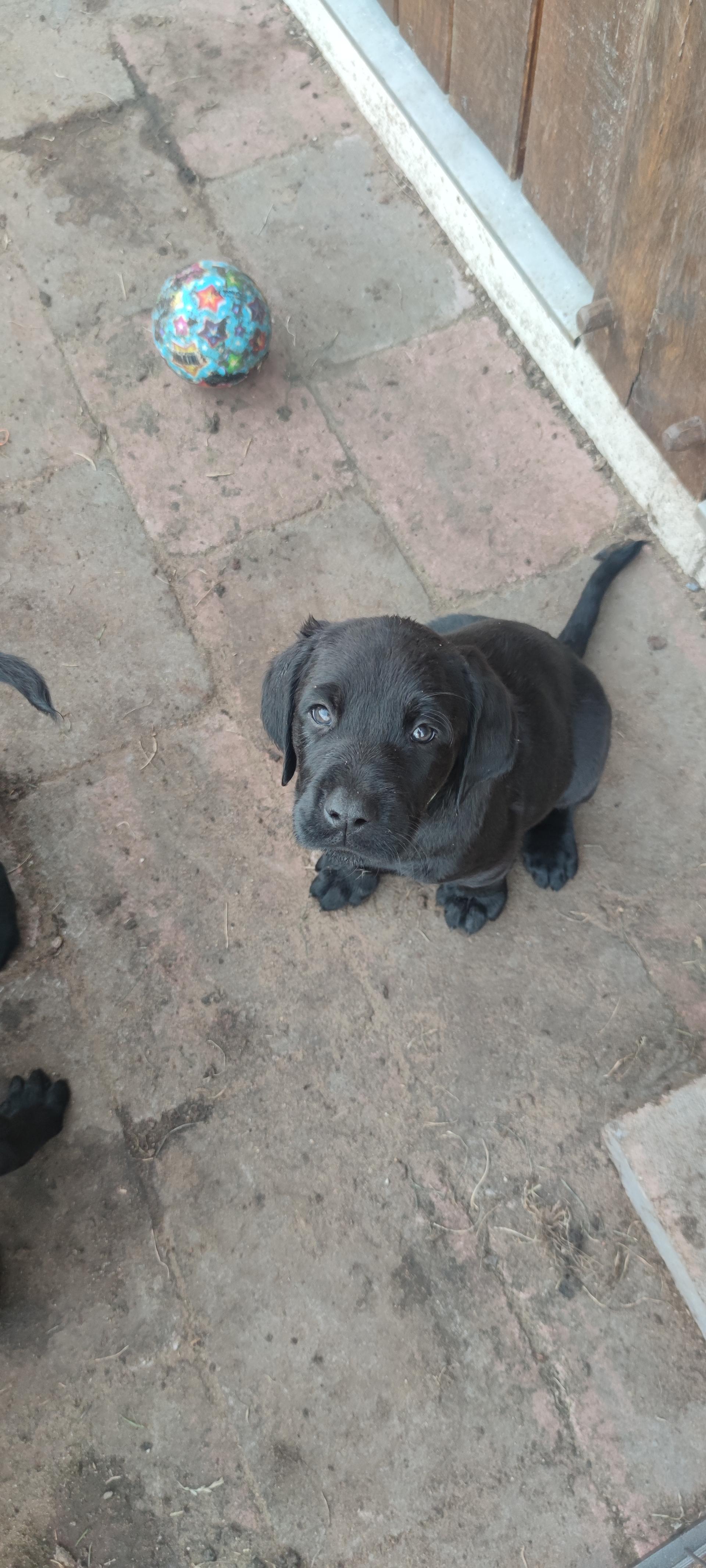 Wunderschöne Labrador Goldendoodle Welpen 