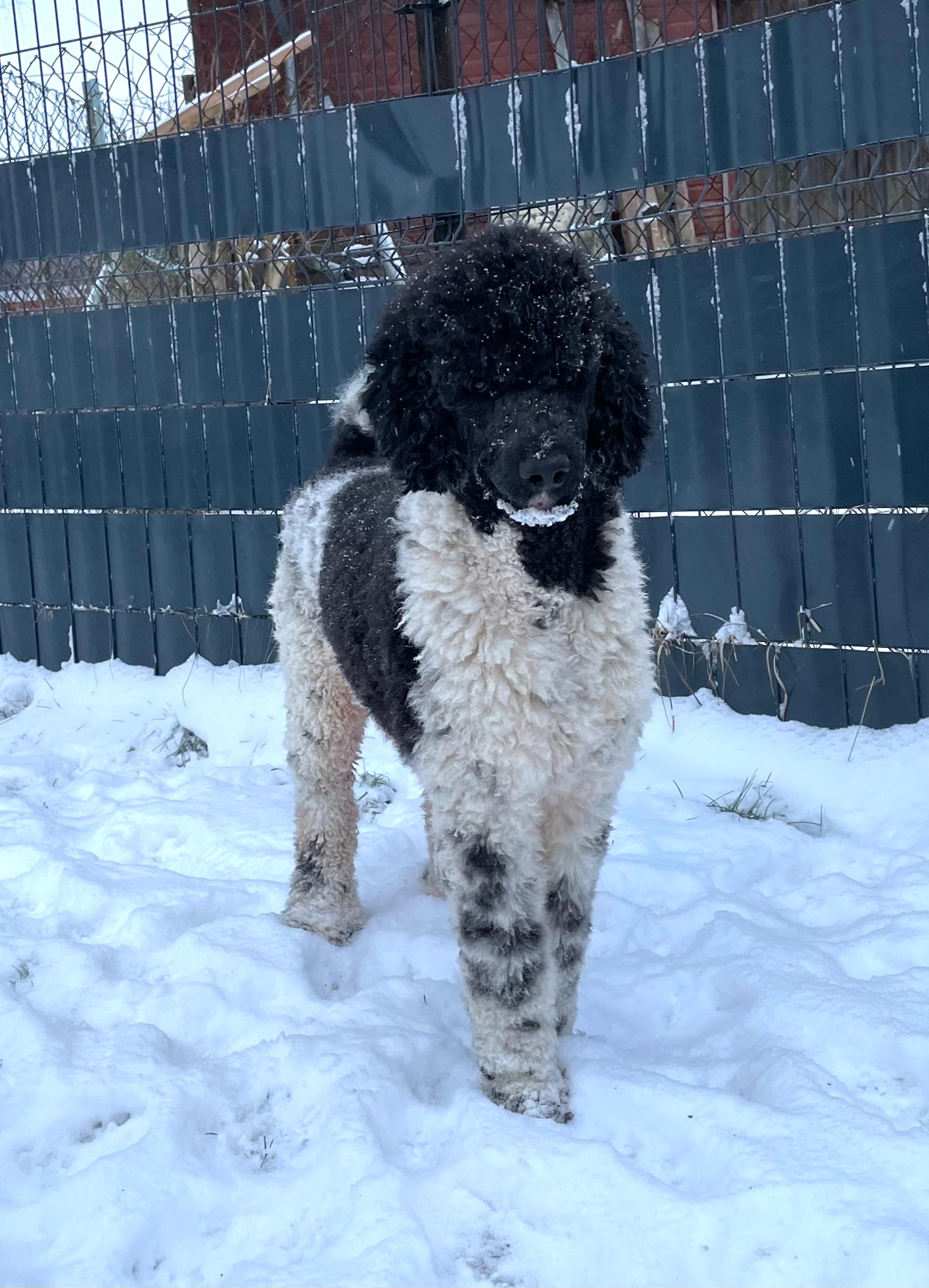 Airedaleterrierof Ravenclaw 