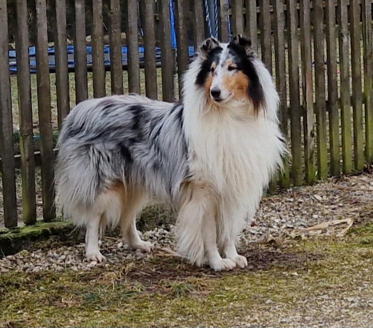 COLLIES VOM BERGEMER SCHLEHENHAIN