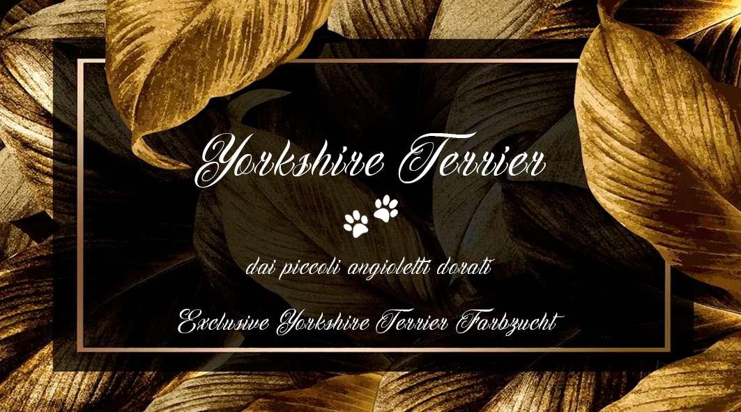 Yorkshire Terrier dai piccoli angioletti dorati