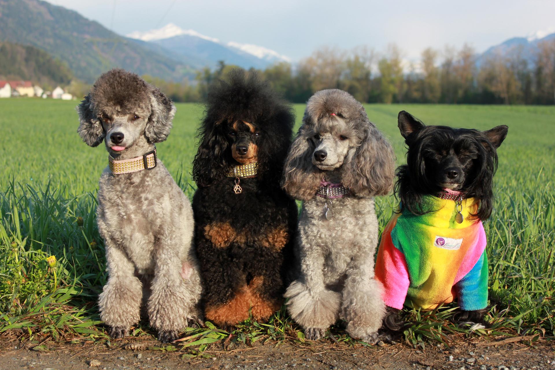 Pudelzucht von den Schattenzwergen