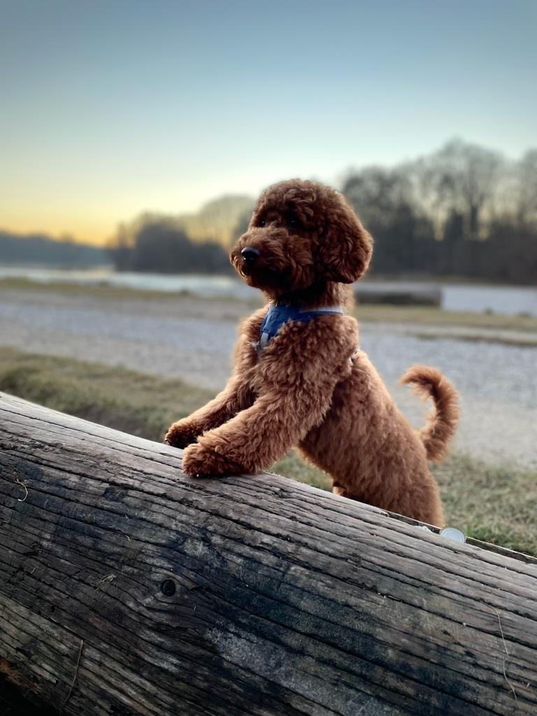 Gäuboden Pudelglück 