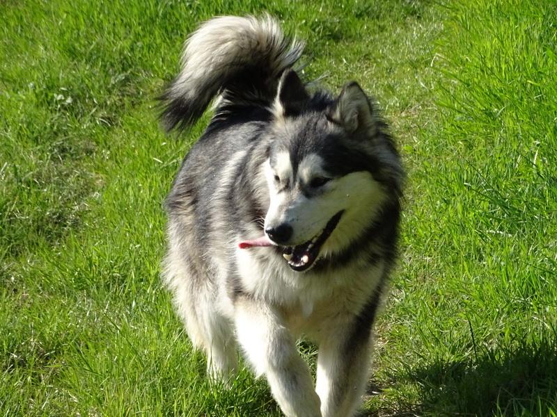 Yukon Alaska Malamutes