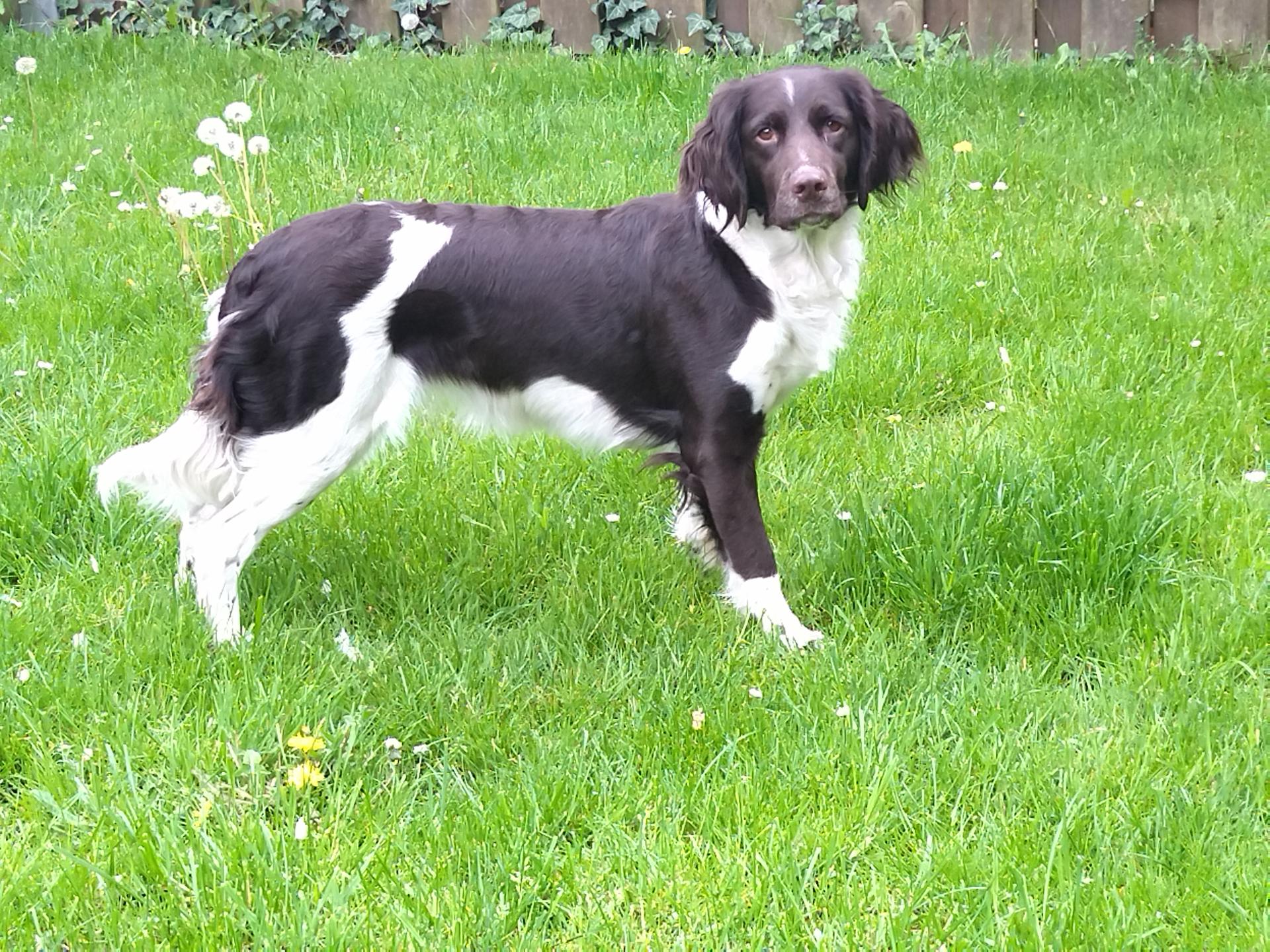 Kleine Münsterländer vom Ewaldsee 