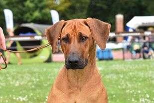 Rhodesian Ridgeback Welpe mit Papieren