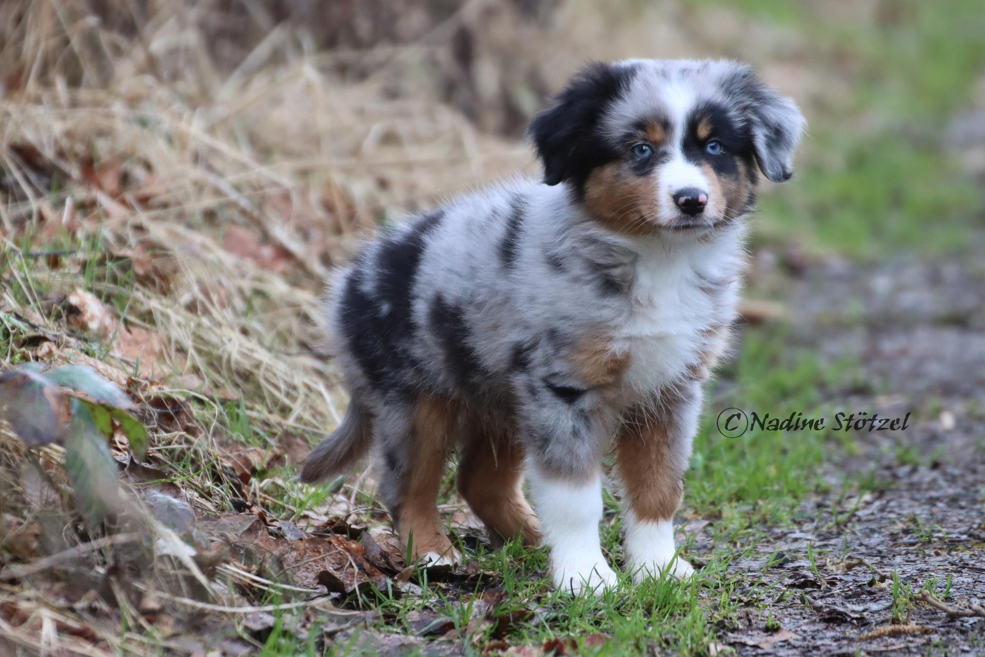 Australian Shepherds vom Purzels-Hof