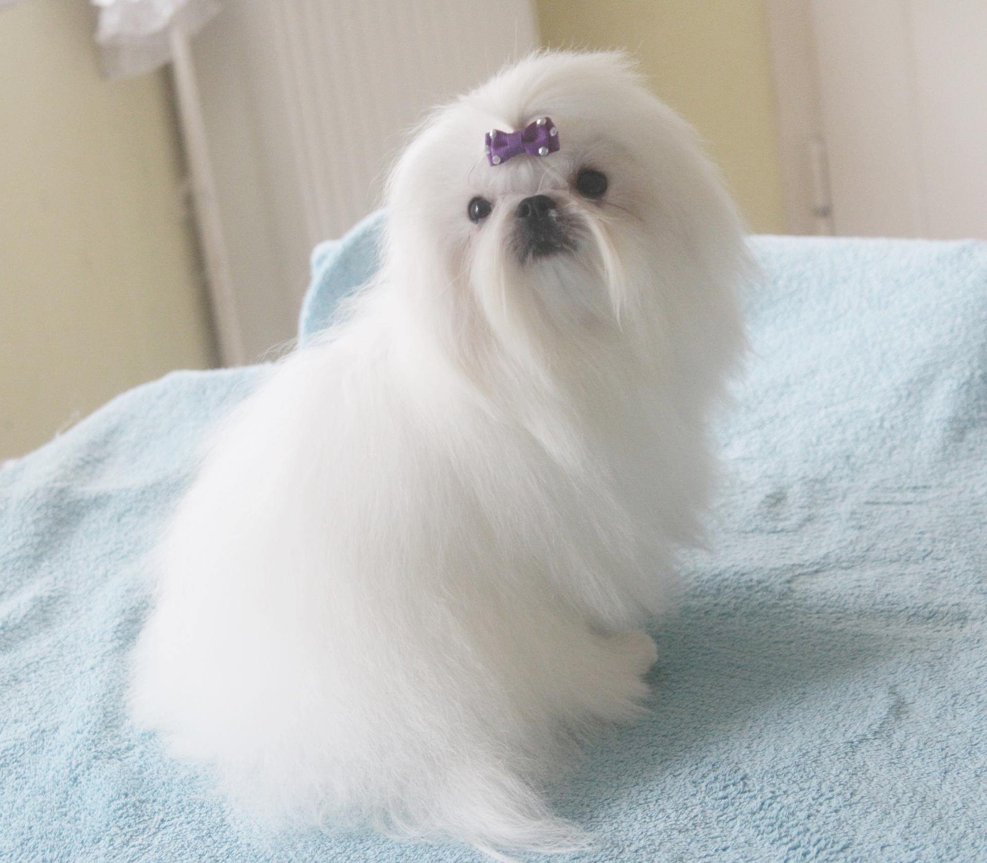 Malteser und Shih tzu Zucht vom Wartenberg