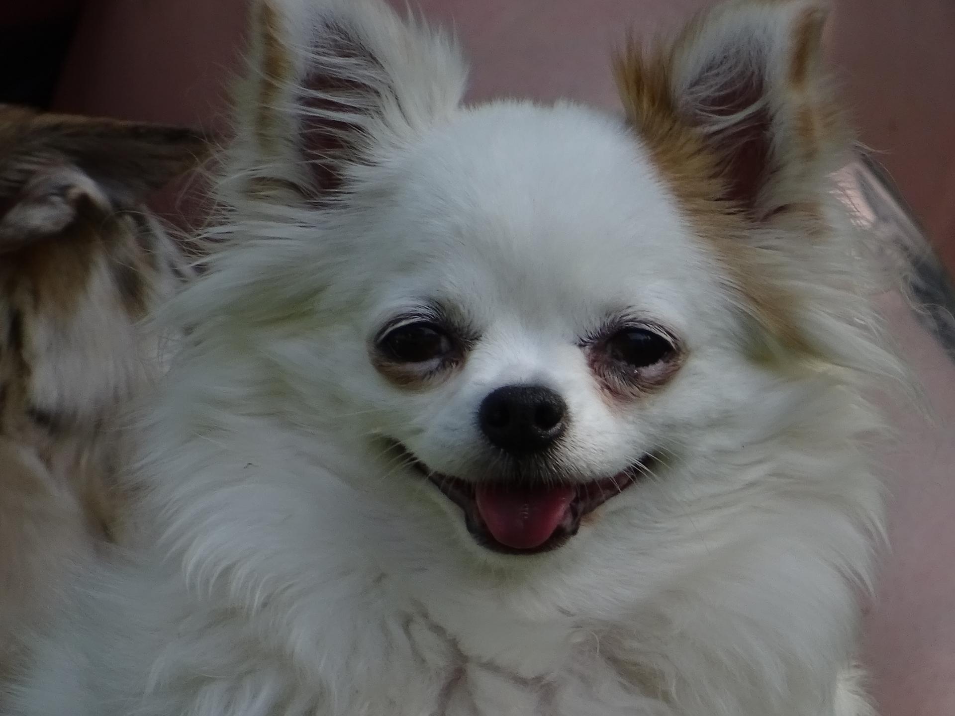 Chihuahuas aus der Kluterthöhle